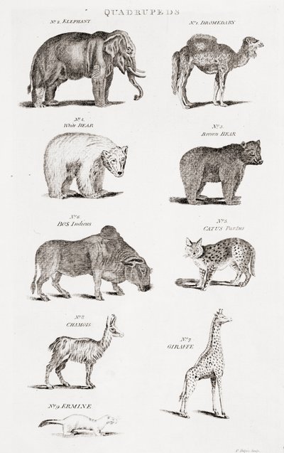 Different Types of Quadrupeds by Unbekannt Unbekannt